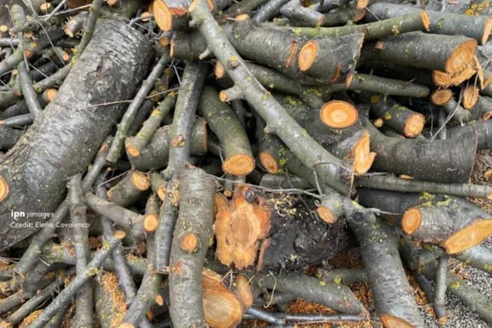 Amenzi de peste 160 de mii de lei pentru tăieri ilegale de copaci și încălcări în sectorul forestier
