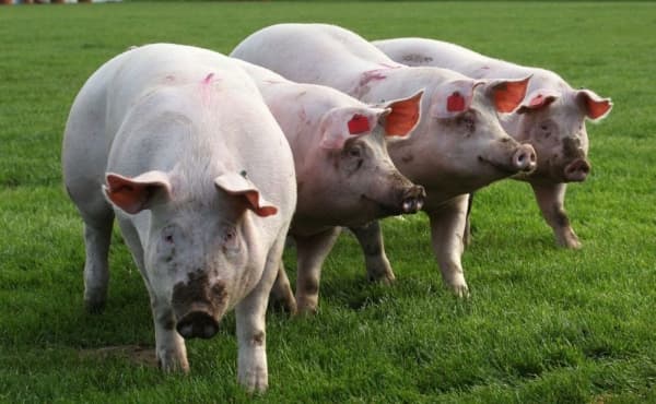 Ferma de porci din Roșcani încă așteaptă despăgubirile pentru animalele sacrificate în 2025