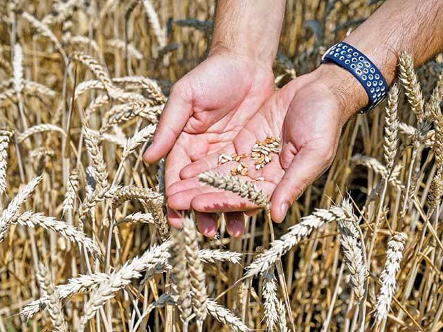 Fermierii cer reintroducerea licențierii importurilor de cereale și oleaginoase: Grâul ieftin din Ucraina poate lovi agricultura R. Moldova