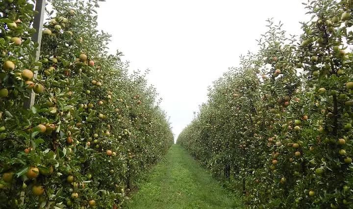 Producătorii de fructe ar putea avea un registru unic pentru evidența lucrărilor din livezi